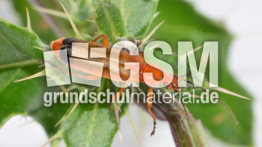 Roter Weichkäfer_5.jpg